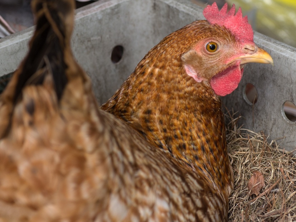 hens egg laying