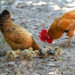 The Curious Case of Hens and Their Abandoned Eggs: Understanding Hen Behavior