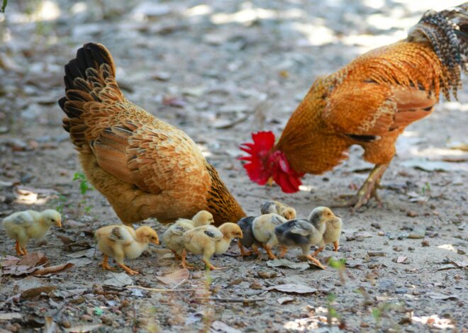 The Curious Case of Hens and Their Abandoned Eggs: Understanding Hen Behavior