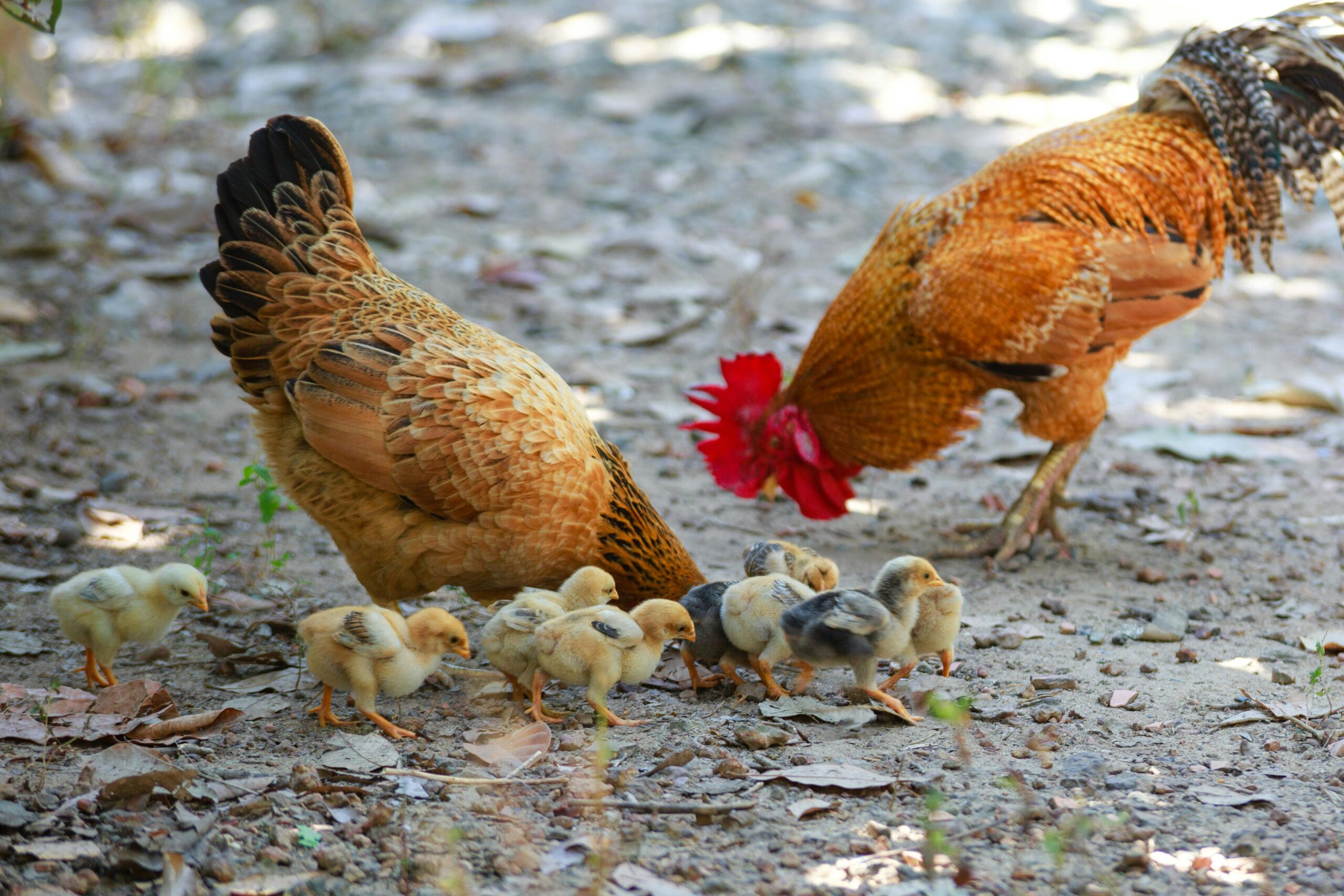 hens emotional response